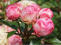 Роза спрей Лавли Рококо